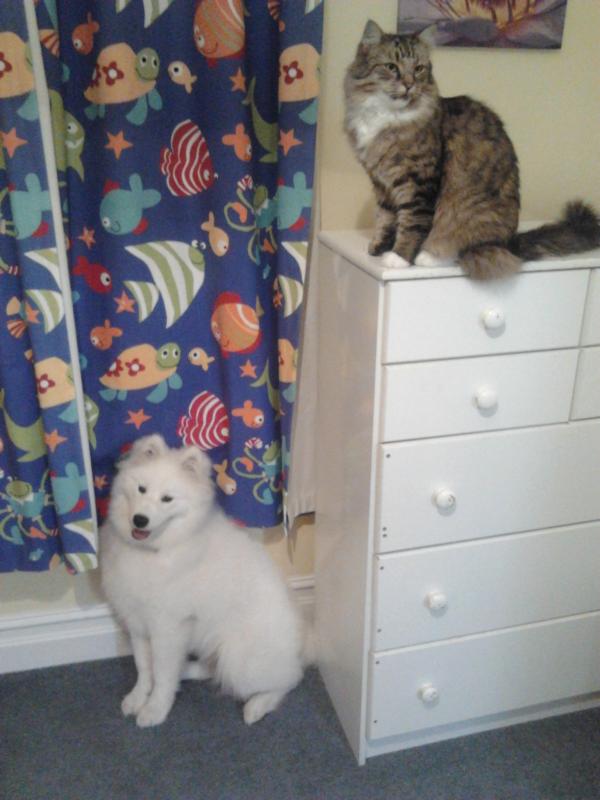 Ambrosius and Meowcolm FitzStephens